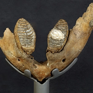 Dinornithiformes Photo Mug Collection: Heavy-Footed Moa