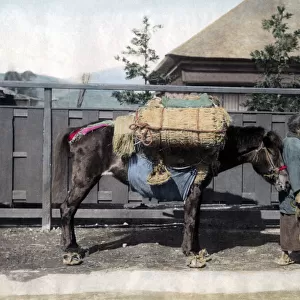 Pack horse, Japan, circa 1880s. Date: circa 1880s