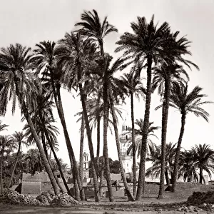 Palm trees of Sheik Abaddeh, Antinopolis, Egypt