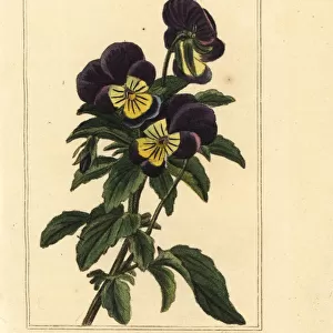 Pansy, pensee, Viola tricolor var. hortensis