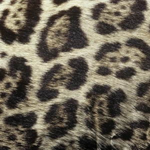 Panthera onca, jaguar
