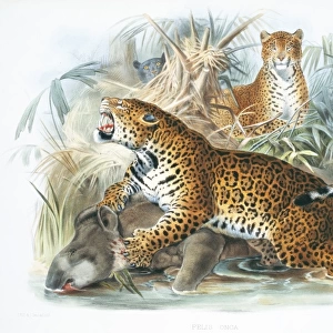 Panthera onca, jaguar and Tapirus indicus, Asian tapir