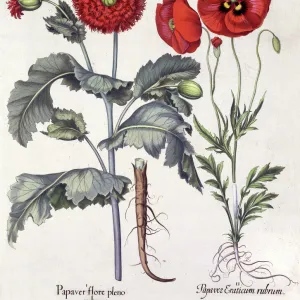 Papaver (Poppy), two varieties