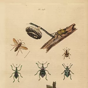 Paper wasp and nest, weevils and sea slugs on seaweed