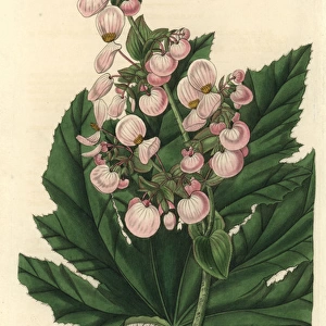 Parsnip-leaved or starleaf begonia, Begonia heracleifolia