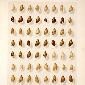 Mollusks Antique Framed Print Collection: Polynesian Tree Snail