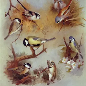Parus palustris, P. major, P. ater, P. cristatus, P.caeruleus Print (1915) Parus palustris, P. major, P. ater, P. cristatus, P.caeruleus Print (1915)