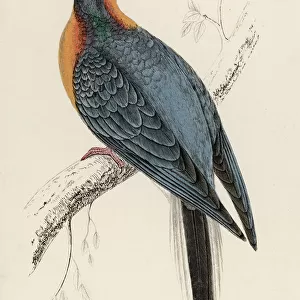 Pigeons Jigsaw Puzzle Collection: Passenger Pigeon