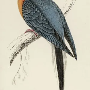 Passenger Pigeon