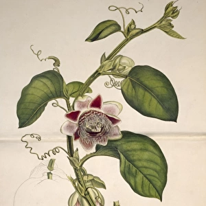 Passiflora quadrangularis, water lemon