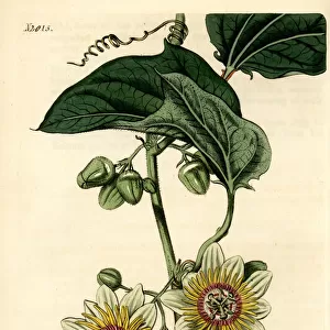 Passion flower, Passiflora holosericea