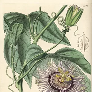 Passionfruit, Passiflora edulis