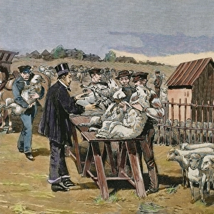 PASTEUR, Louis (1822-1895). Vaccination of sheep against ant
