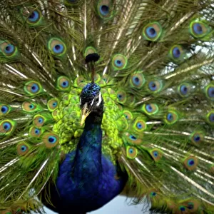 Phasianidae Photographic Print Collection: Green Peafowl