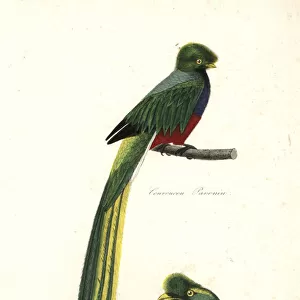 Pavonine quetzal, Pharomachrus pavoninus