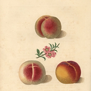 Peach varieties, Prunus persica