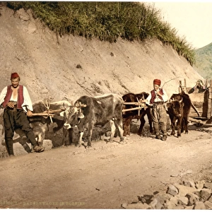 Peasant wagon, Bosnia, Austro-Hungary