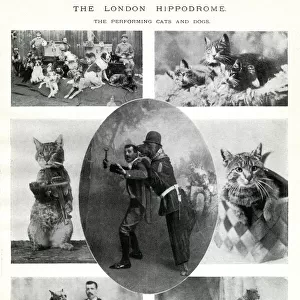 Performing cats and dogs at the London Hippodrome