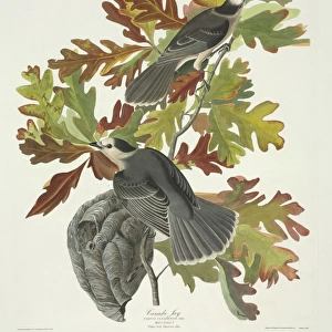 Perisoreus canadensis, grey jay
