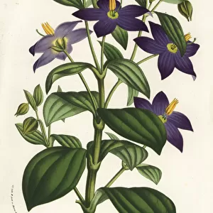 Persian violet, Exacum macranthum. Critically endangered