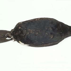 Phalacrocorax perspecillatus, spectacled cormorant