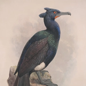 Phalacrocorax perspicillatus, spectacled cormorant