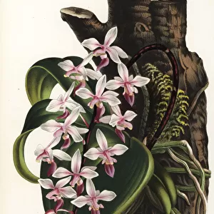 Phalaenopsis equestris var. rosea orchid