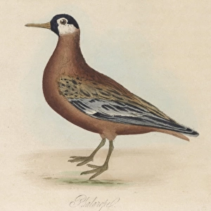Phalarope Bird 1854