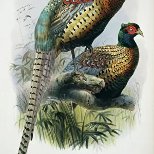 Phasianidae Greetings Card Collection: Elliots Pheasant