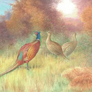 Pheasants male and two females British Birds