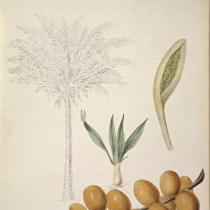 Phoenix dactylifera, palm date