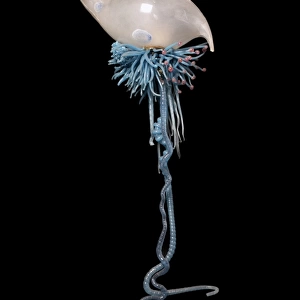 Physalia pelagica, jellyfish model