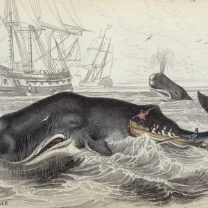 Sperm Whale Print, Hand-Colour Engraving 1833 Sperm Whale Print, Hand-Colour Engraving 1833