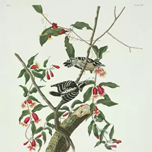 Woodpeckers Greetings Card Collection: Downy Woodpecker