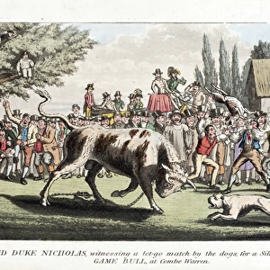 Pierce Egans Anecdotes: bull-baiting by dogs