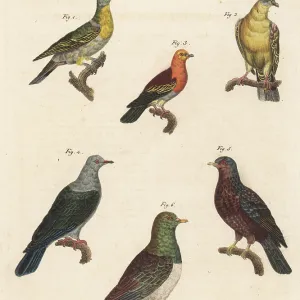 Pigeons Collection: African Green Pigeon
