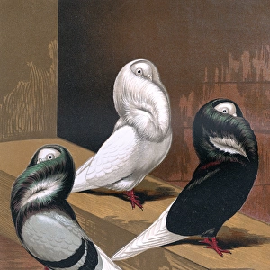 Pigeons - Blue, White and Black Jacobins, Fancy Breed