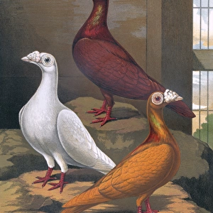 Pigeons - Red, White and Yellow Dragoons, London Fancy Breed