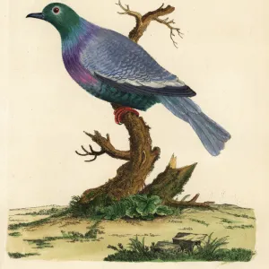 Pigeons Collection: Pink Necked Green Pigeon