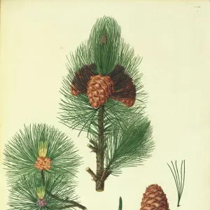 Pinus cembra, Arolla pine