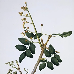 Pistacia vera, pistachio tree