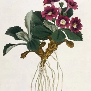 Plants / Primula Villosa