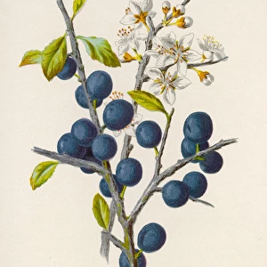 Plants / Prunus Communis