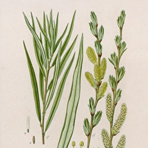 Plants / Salix Viminalis