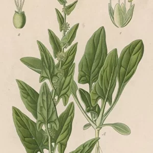 Plants / Spinacia Oleracea