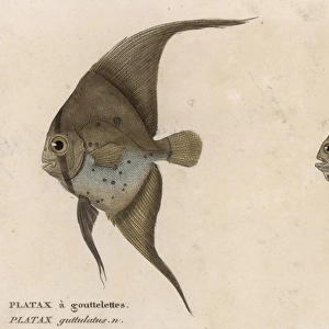 PLATAX (BATFISH) / 1860