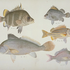 Plate 109 from the John Reeves Collection