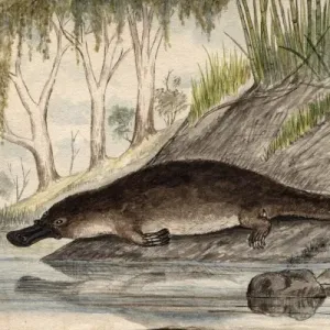Circa 1860s Platypus Print by Unknown Artist Circa 1860s Platypus Print by Unknown Artist