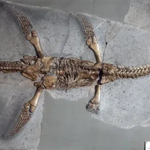 Plesiosaurus hawkinsii Fossil Print, Natural History Museum Plesiosaurus hawkinsii Fossil Print, Natural History Museum