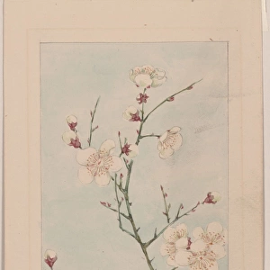 Plum branches with blossoms
